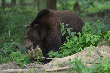 Obraz na płótnie Canvas A brown bear is seen in a forest at the Bear Sanctuary Domazhyr near Western-Ukrainian city of Lviv