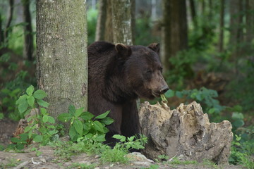 Naklejka na ściany i meble A brown bear is seen in a forest at the Bear Sanctuary Domazhyr near Western-Ukrainian city of Lviv