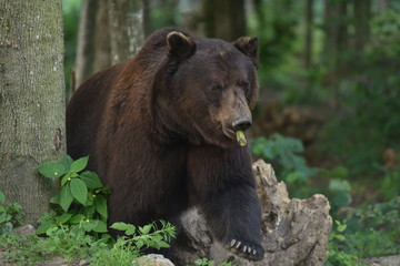 Fototapeta premium A brown bear is seen in a forest at the Bear Sanctuary Domazhyr near Western-Ukrainian city of Lviv