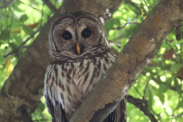 barred owl