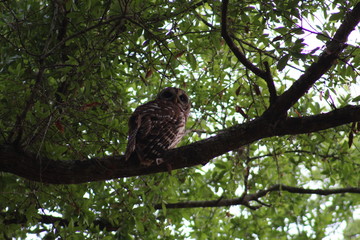 barred owl