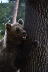 Fototapeta premium A brown bear is seen in a forest at the Bear Sanctuary Domazhyr near Western-Ukrainian city of Lviv