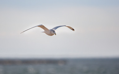Fototapeta na wymiar Seagull over the beach. 