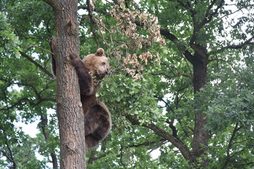 A brown bear is seen in a forest at the Bear Sanctuary Domazhyr near Western-Ukrainian city of Lviv