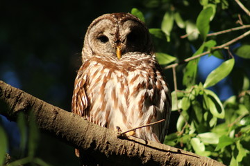 barred owl on a branch