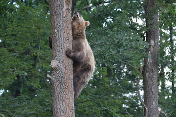 Fototapeta na wymiar A brown bear is seen in a forest at the Bear Sanctuary Domazhyr near Western-Ukrainian city of Lviv