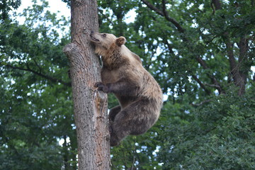 A brown bear is seen in a forest at the Bear Sanctuary Domazhyr near Western-Ukrainian city of Lviv