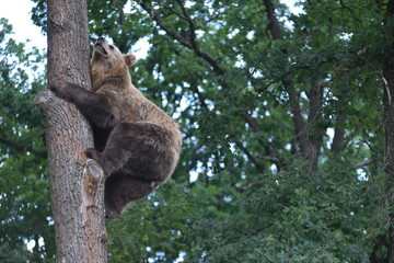 A brown bear is seen in a forest at the Bear Sanctuary Domazhyr near Western-Ukrainian city of Lviv