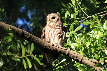 barred owl on branch