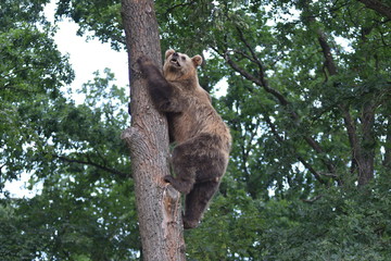 A brown bear is seen in a forest at the Bear Sanctuary Domazhyr near Western-Ukrainian city of Lviv