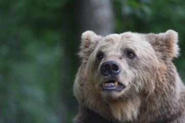 Naklejka premium A brown bear is seen in a forest at the Bear Sanctuary Domazhyr near Western-Ukrainian city of Lviv