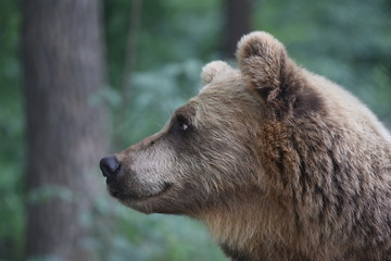 Fototapeta na wymiar A brown bear is seen in a forest at the Bear Sanctuary Domazhyr near Western-Ukrainian city of Lviv
