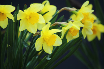 Yellow flowers narcissus or Fresh daffodil with green leaves in the garden. Hello spring. Selective focus, close-up.