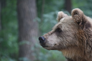 A brown bear is seen in a forest at the Bear Sanctuary Domazhyr near Western-Ukrainian city of Lviv