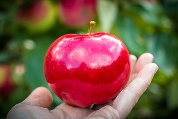 red apple of snow white in a hand