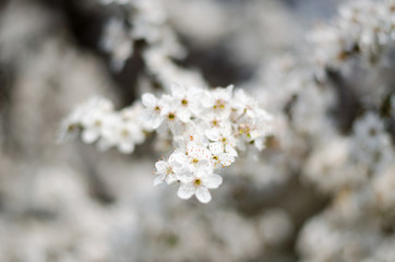 Selective focus. Mirabelle flowering. White flowers on a fruit tree.