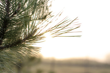 Sunset. Pine branch. The sun through the branches of a coniferous tree.