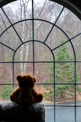 Teddy Bear looking out the window