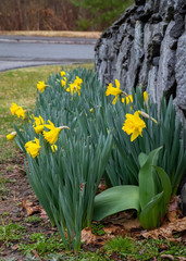 Daffodils in a suburban garden