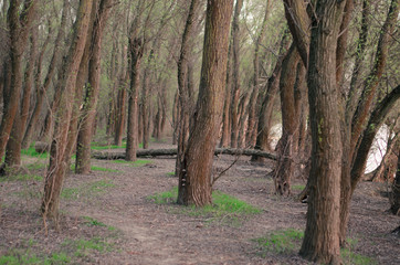 Fototapeta premium Walking path in the forest. Beautiful spring nature.