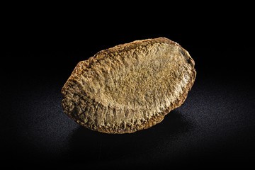 Peeled Brazilian nut, outside the coconut, known as "Castanha do Pará", Brazil nut, Toquei or Tururi. Grown in Acre, Rondonia and Bolivia. Image on isolated black background.