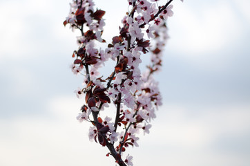 Mirabelle tree. Blooming red mirabelle. Red leaves and pink flowers of a fruit tree.