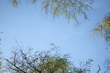 View of the blue sky through the branches of trees. Beautiful natural frame of foliage against the sky
