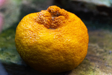 Whole single Bergamot oranges. Fruit in the garden © Shanserika