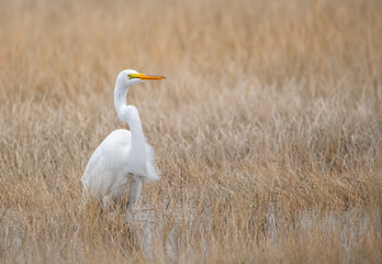 Obraz na płótnie Canvas Great Egret in the Swamp