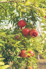 ripe pomegranate fruits growing on tree in summer garden,toned.