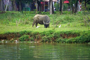 Fototapeta premium water buffalo at the river bank