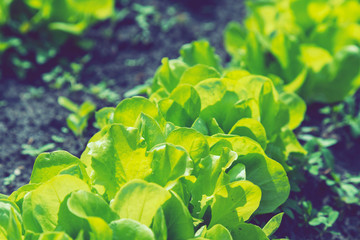 Growing vegetables in the garden. lettuce patch in the vegetable field under sunshine