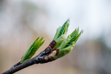 Green buds and leaf on branches of a tree, the kidneys on the trees swell with the advent of spring, the sun and the beautiful sky, warm air and joy.