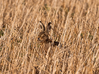Feldhase gut getarnt und dennoch sichtbar im Stoppelfeld