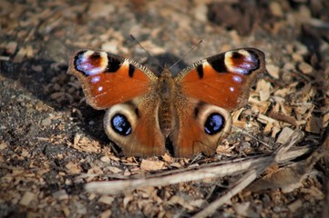 butterfly on the ground