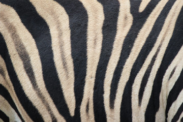Fototapeta na wymiar Zebra (Hippotigris) Pattern Texture Close-up