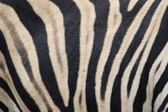 Zebra (Hippotigris) Pattern Texture Close-up