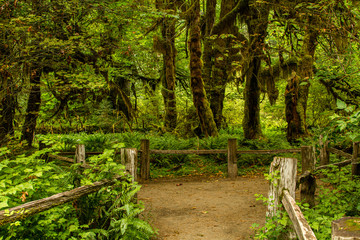 Rain forest in the pacific northwest