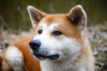 Naklejka na ściany i meble portrait of a dog of breed Akita to Ying