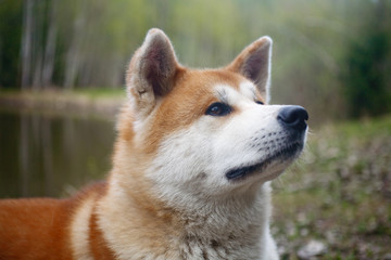 portrait of a dog of breed Akita to Ying