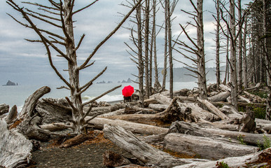 Surrounded by dead trees standing on an ocean beach with a red umbrella