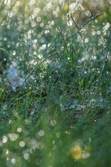 The green grass after the rain was photographed against the light, the sun. Image out of focus, bokeh. Abstraction, background
