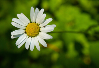 Obraz premium A white daisy flower stands out from a green background in the pacific northwest
