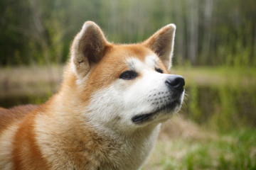 portrait of a dog of breed Akita to Ying