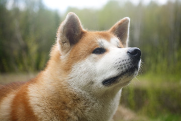 Naklejka na ściany i meble portrait of a dog of breed Akita to Ying
