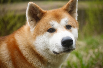 portrait of a dog of breed Akita to Ying