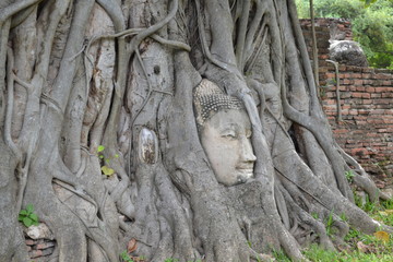 Fototapeta na wymiar buddha head in tree