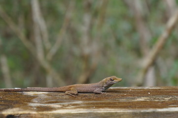 gekko1