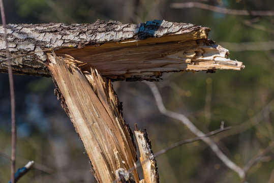 abgebrochener ast eines baumes