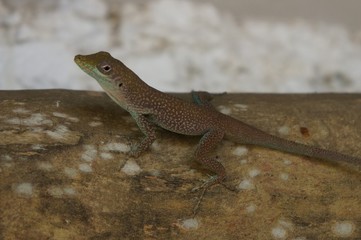 gekko2